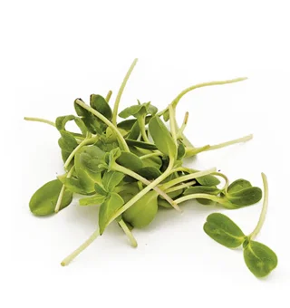 Sunflower Microgreen