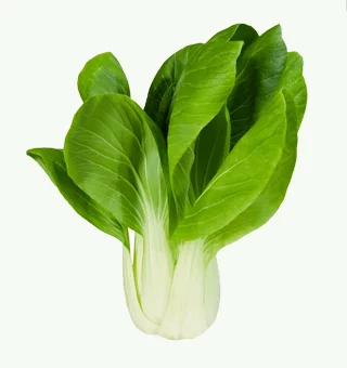 Bok Choy Microgreens