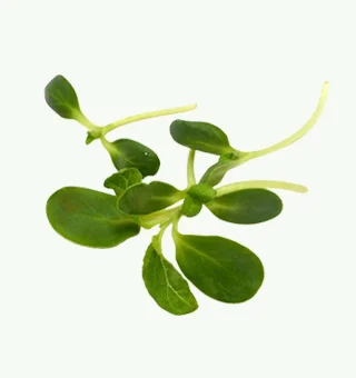 Sunflower Microgreen